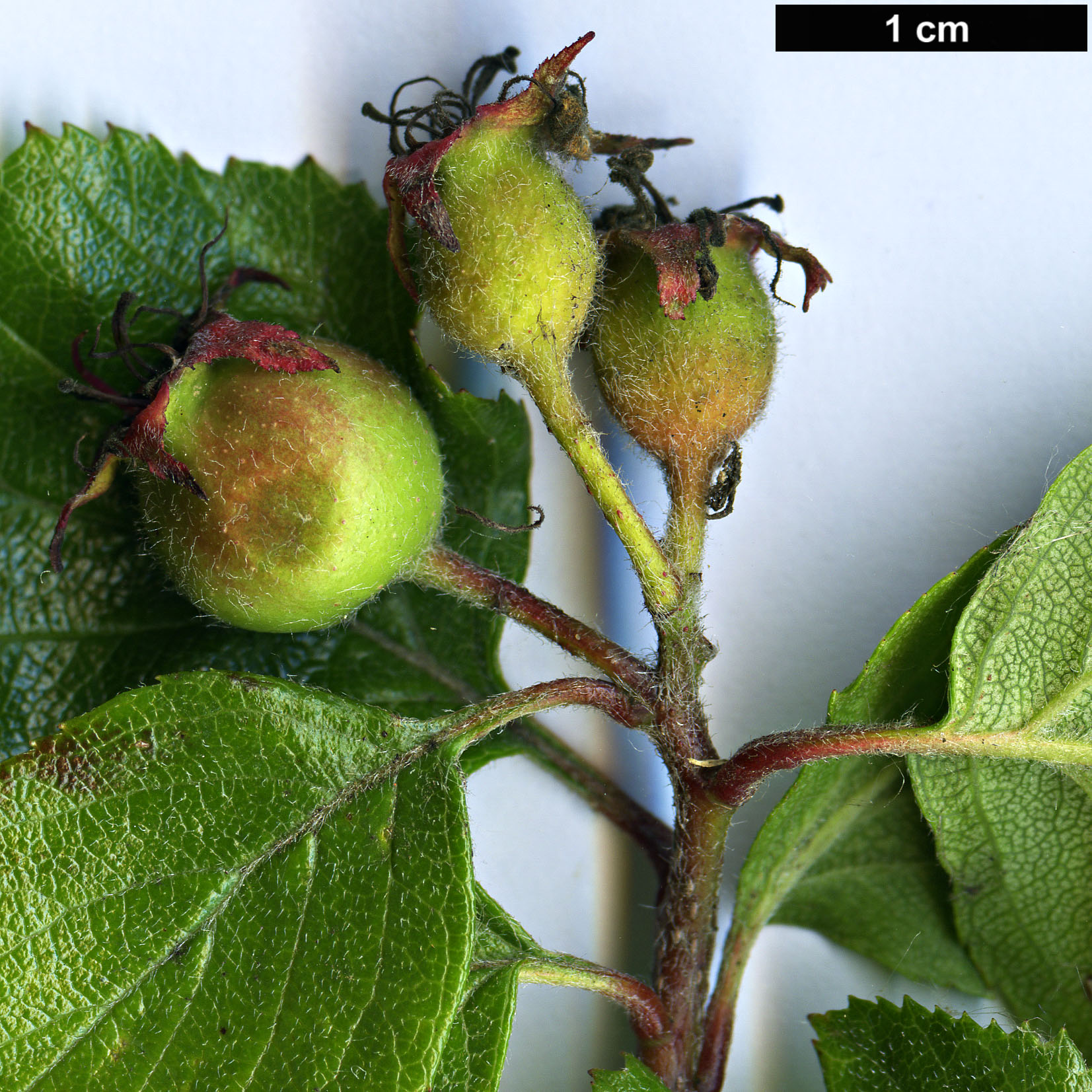 High resolution image: Family: Rosaceae - Genus: Crataegus - Taxon: greggiana - SpeciesSub: var. pepo